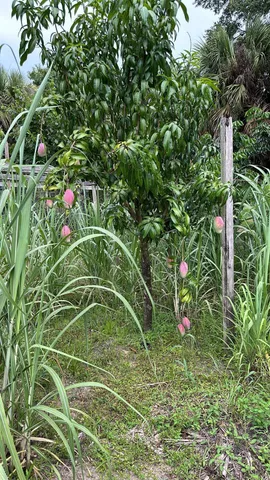 $600,000 | 20107 Northwest 288th Street, Okeechobee, FL 34972