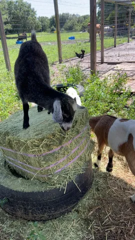 $600,000 | 20107 Northwest 288th Street, Okeechobee, FL 34972