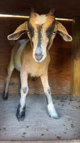 $600,000 | 20107 Northwest 288th Street, Okeechobee, FL 34972