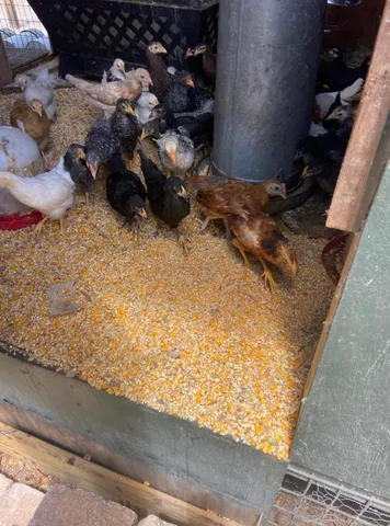 $600,000 | 20107 Northwest 288th Street, Okeechobee, FL 34972