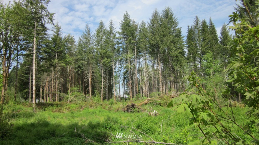 2 Dunivan Road Vader, WA 98593 - Photo 4 of 15