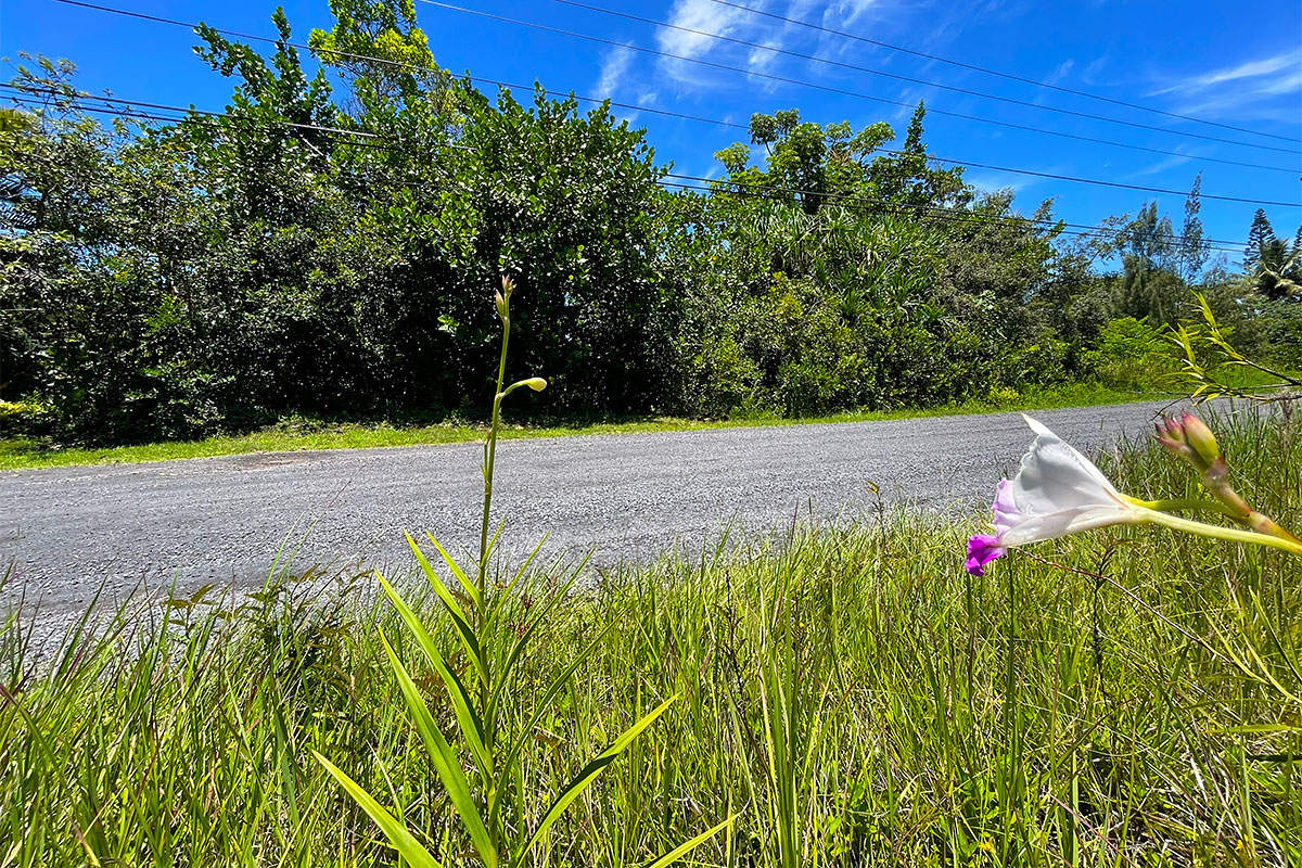 56 Beach Road Keaau, HI 96749 - Photo 11 of 30