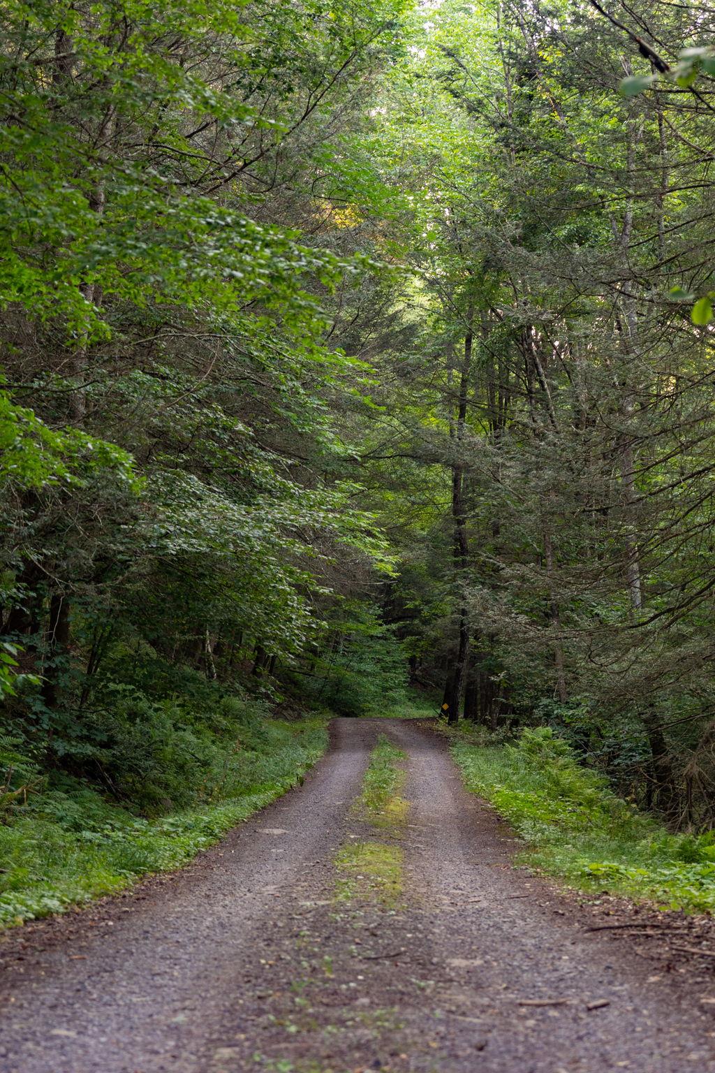 Broad Channel Road Andes, NY 13731 - Photo 13 of 23 a view of a yard with plants and large trees