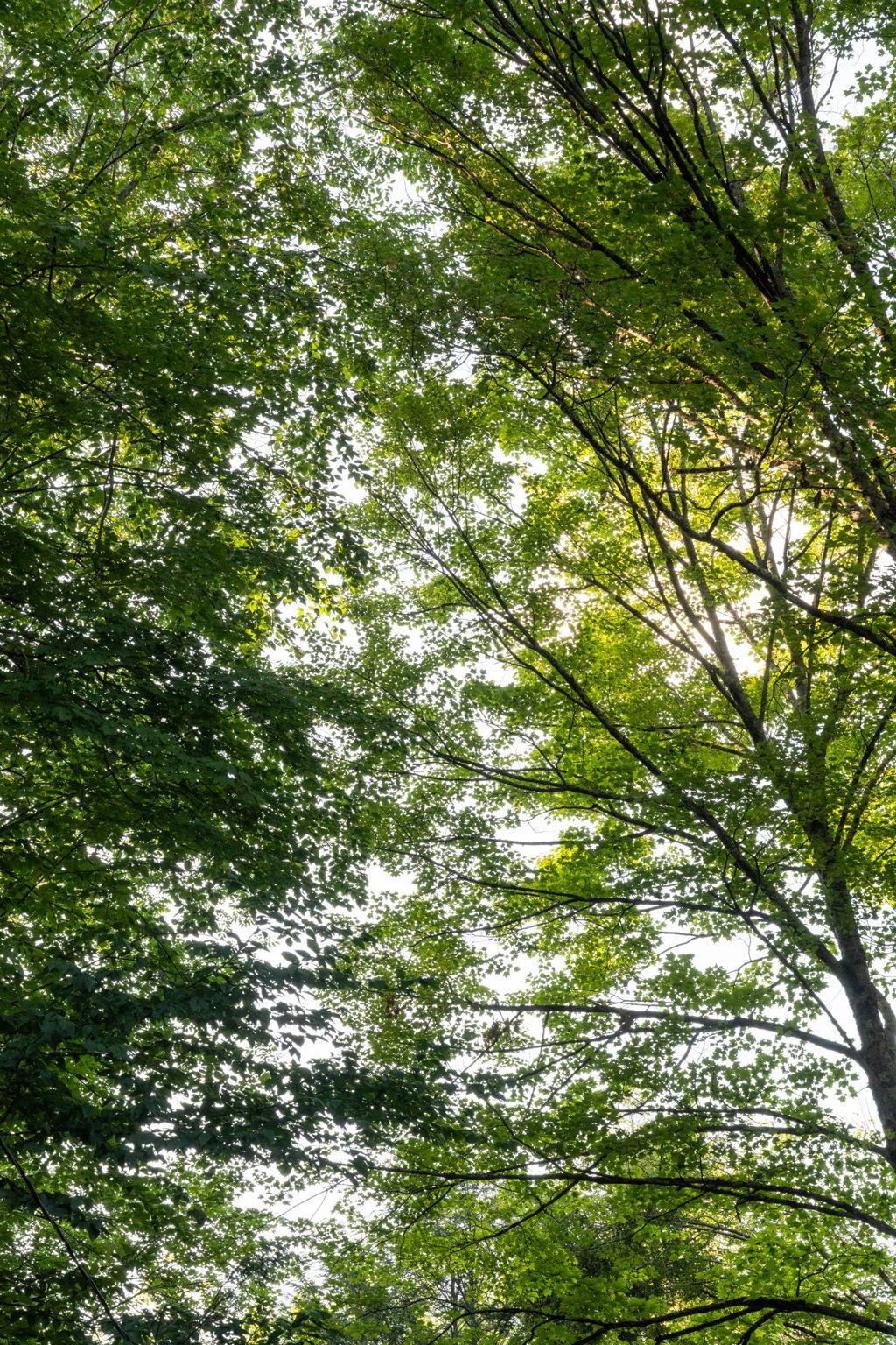 Broad Channel Road Andes, NY 13731 - Photo 15 of 23 a view of tree