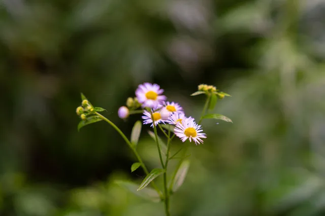 a front view of a house with lots of flowers