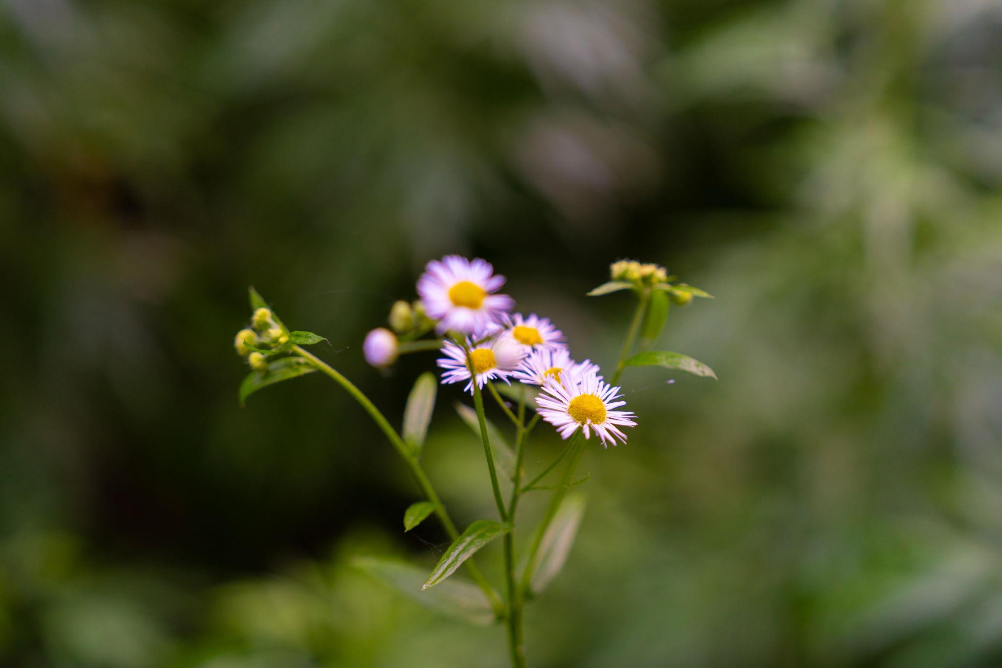 Broad Channel Road Andes, NY 13731 - Photo 16 of 23 a front view of a house with lots of flowers