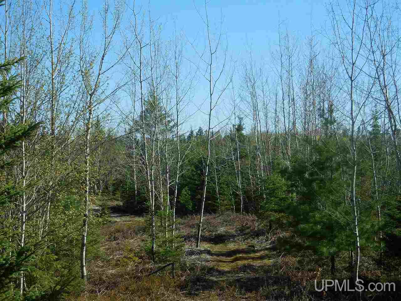 1480 Acres On Co Road Manistique, MI 49854 - Photo 18 of 49