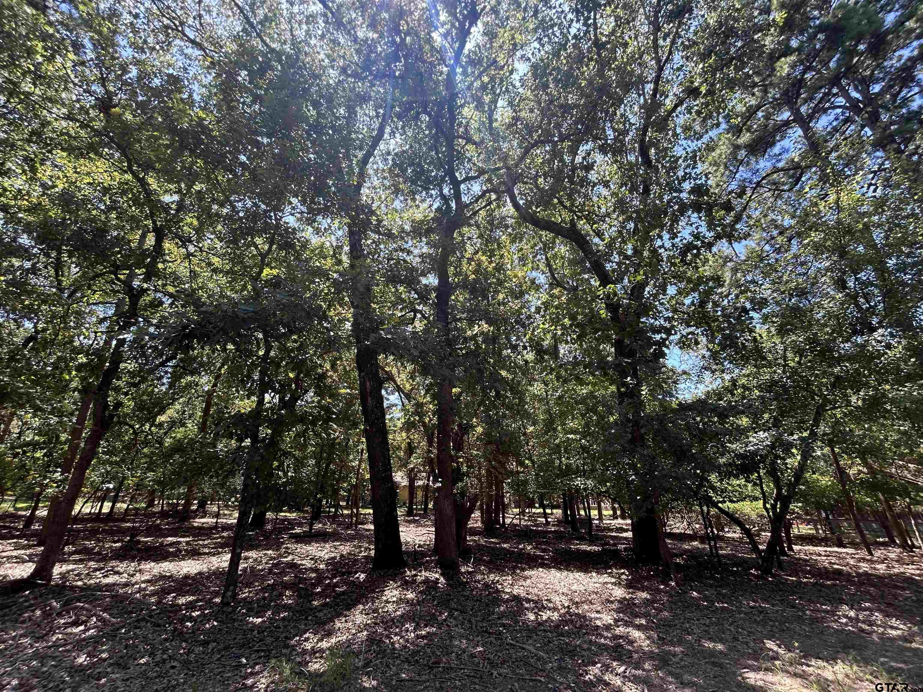 202 Magnolia Lane Holly Lake Ranch, TX 75765 - Photo 1 of 4 a view of outdoor space with lots of trees