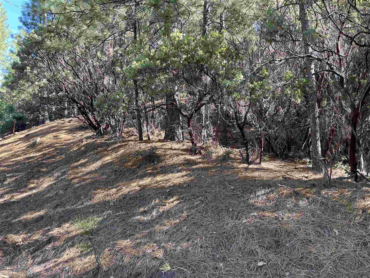 1 Stable Sonora, CA 95370 - Photo 4 of 19 a view of dirt yard with a trees