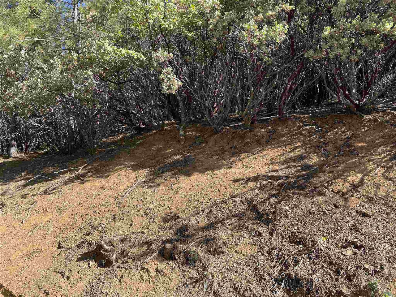1 Stable Sonora, CA 95370 - Photo 5 of 19 a view of a yard with a tree