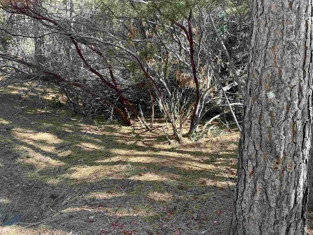 a view of a yard with large trees