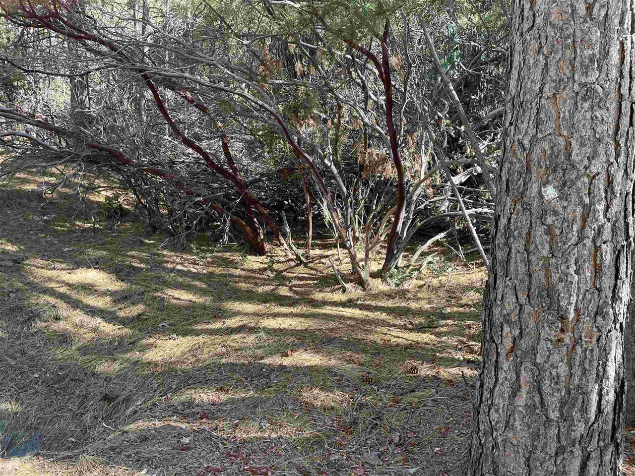 1 Stable Sonora, CA 95370 - Photo 6 of 19 a view of a yard with large trees