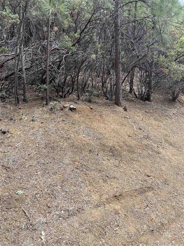 1 Stable Sonora, CA 95370 - Photo 7 of 19 a view of wooden floor and trees