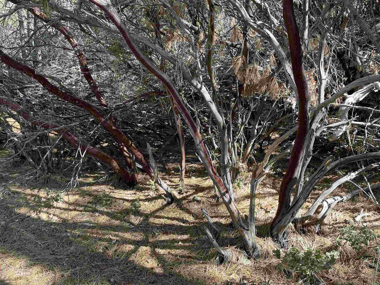 1 Stable Sonora, CA 95370 - Photo 8 of 19 a view of tree