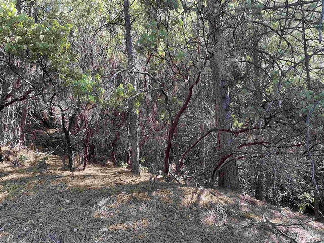 a view of outdoor space with trees