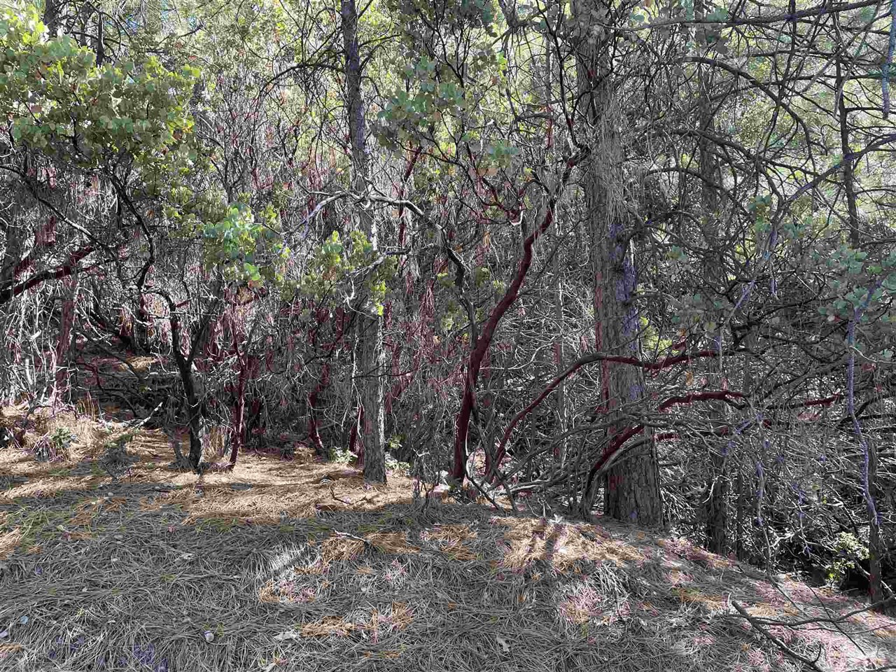 1 Stable Sonora, CA 95370 - Photo 10 of 19 a view of outdoor space with trees