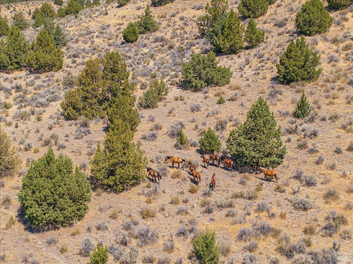 737-650 Tuledad Road Ravendale, CA 96123 - Photo 27 of 42