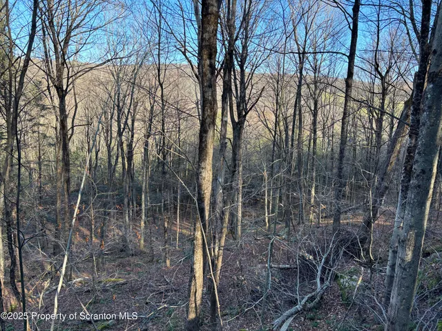 a view of a forest with a tree