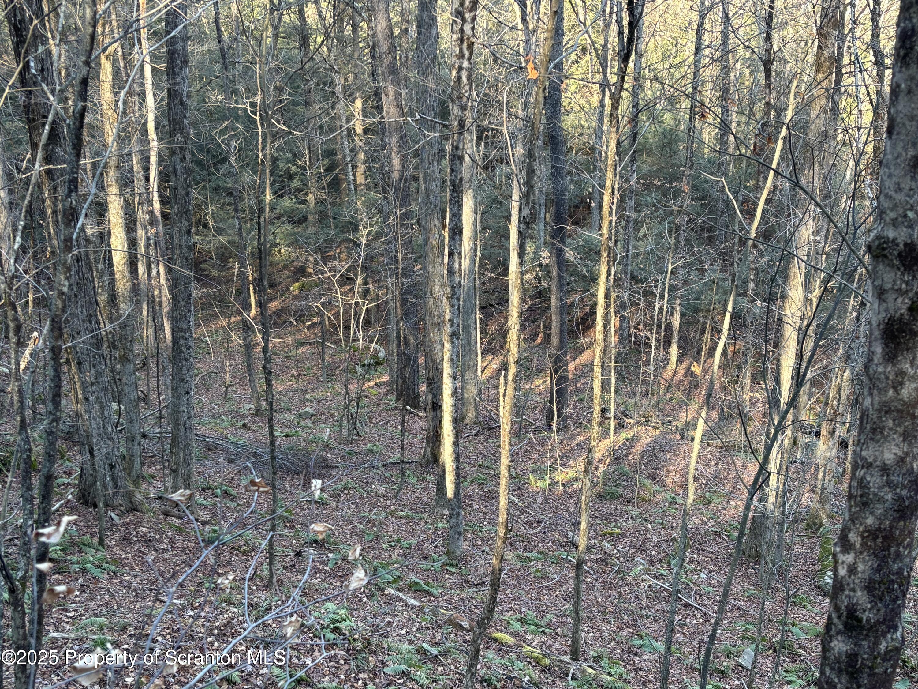 Starrucca Creek Road Starrucca, PA 18462 - Photo 28 of 31 Woods