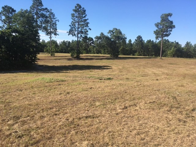 33.14-ac Pine Acres Road Windsor, SC 29856 - Photo 4 of 6