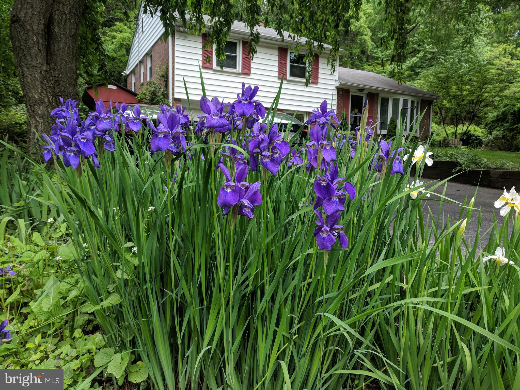 618 Brookwood Road Wayne, PA 19087 - Photo 5 of 35 Perennial's pop up everywhere!