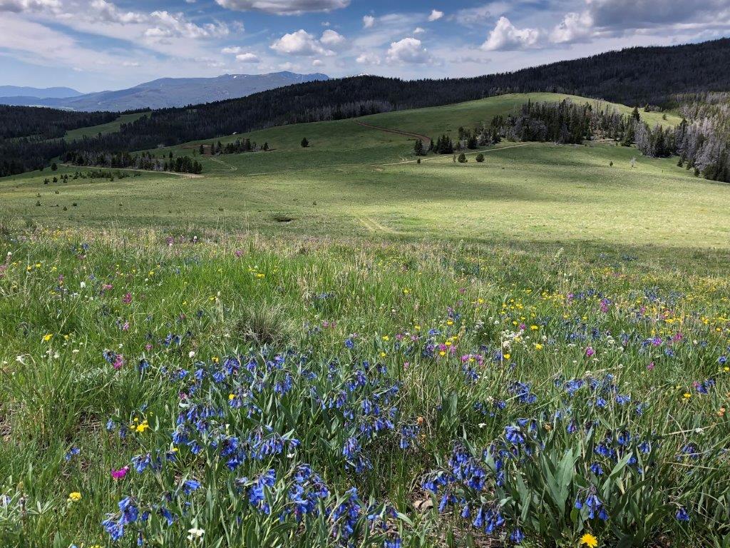 Tbd Indian Creek Road Townsend, MT 59644 - Photo 41 of 50 Gallery Image 41