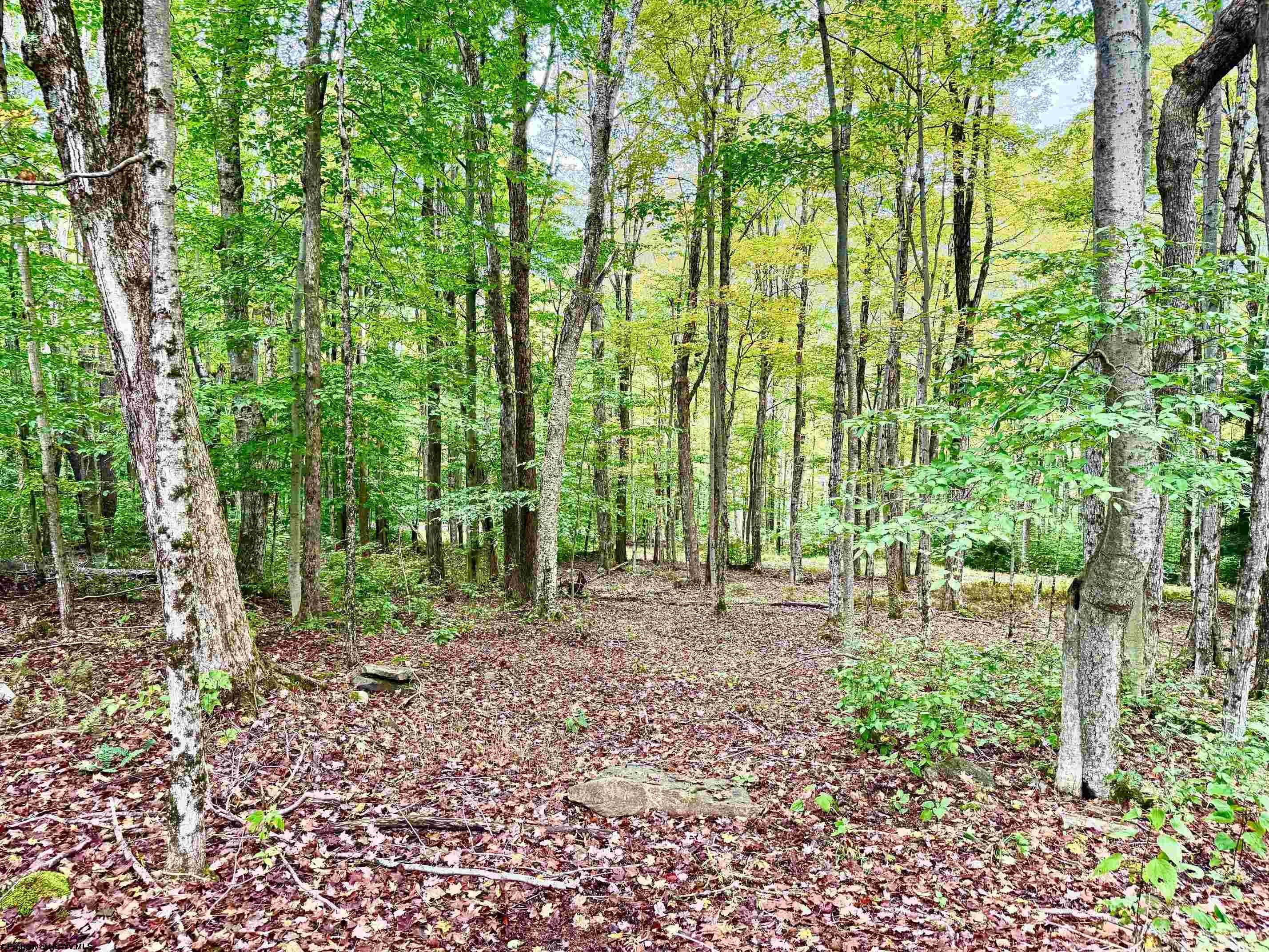 920 Sand Run Road Davis, WV 26260 - Photo 12 of 43 Gallery Image 12