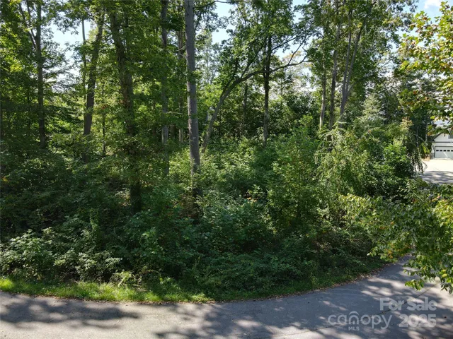 a view of a forest with trees in front of it