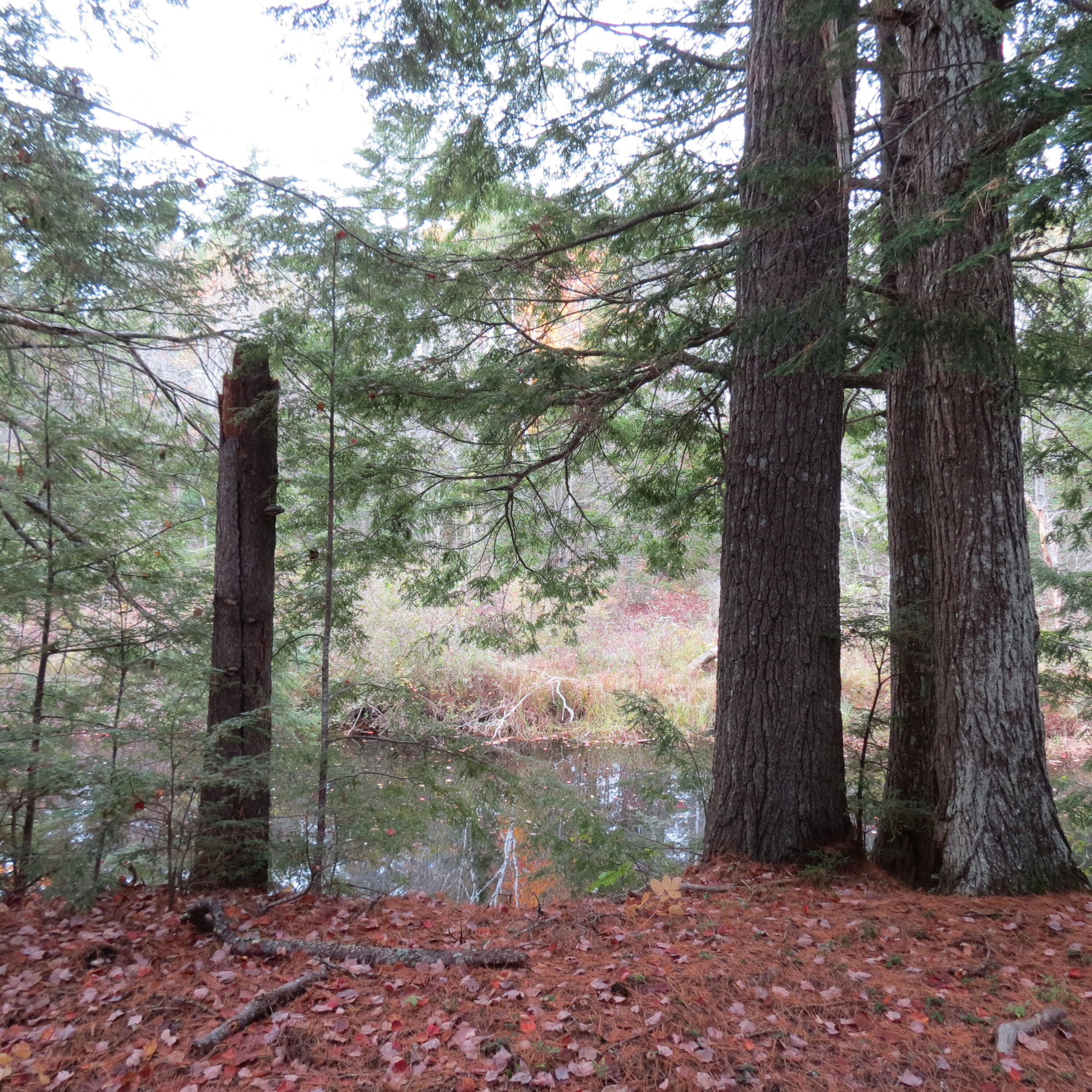 370 Plummer Road Palermo, ME 04354 - Photo 11 of 37 IMG_4613