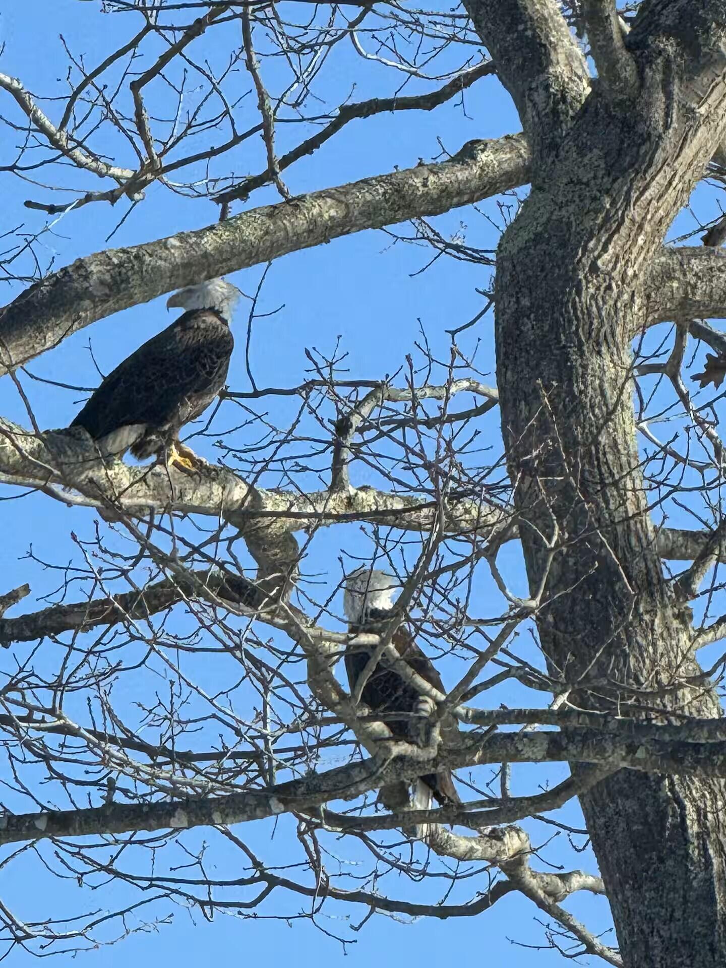 70 Maquoit Drive Freeport, ME 04032 - Photo 35 of 38 Beach Eagles