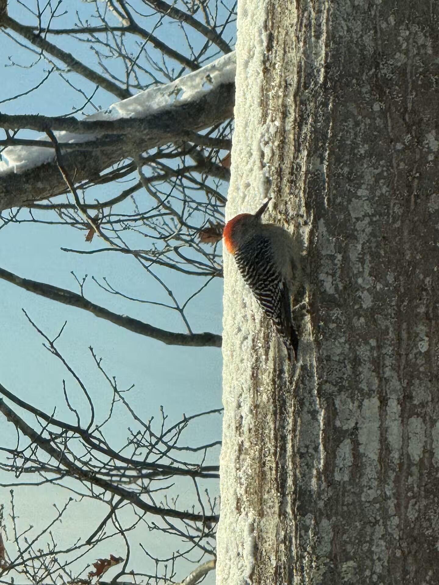 70 Maquoit Drive Freeport, ME 04032 - Photo 37 of 38 Beach woodpecker