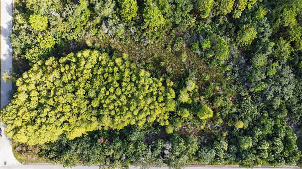 17010 Ridgeline Trail Hudson, FL 34667 - Photo 4 of 7 a view of a garden