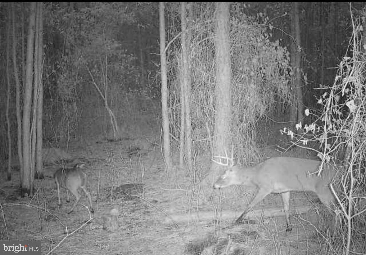 0 Boone Road, Unit PARCEL 1370 Crisfield, MD 21817 - Photo 4 of 9 a view of a bathroom with a shower curtain