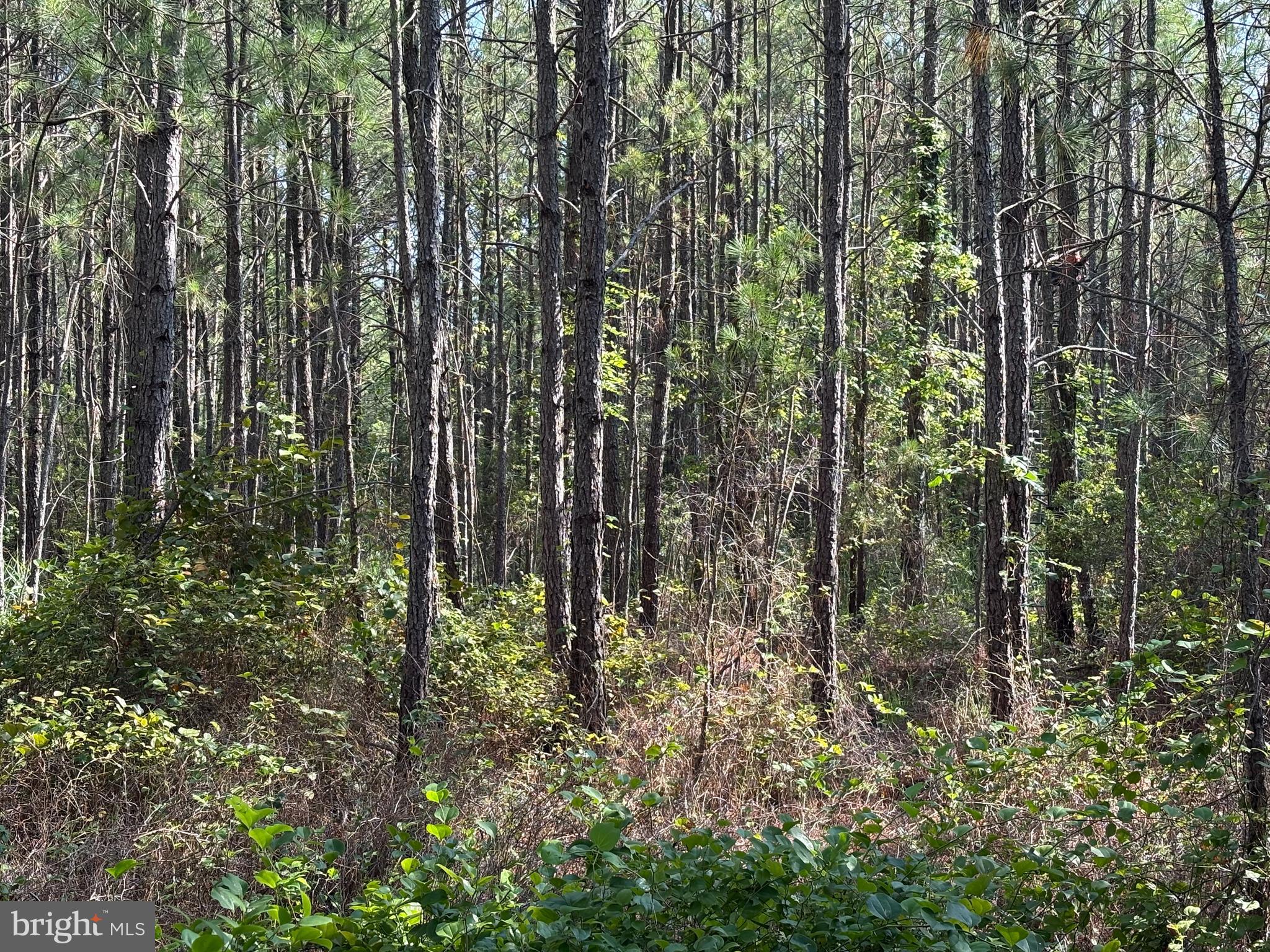 0 Boone Road, Unit PARCEL 1370 Crisfield, MD 21817 - Photo 7 of 9 a view of forest