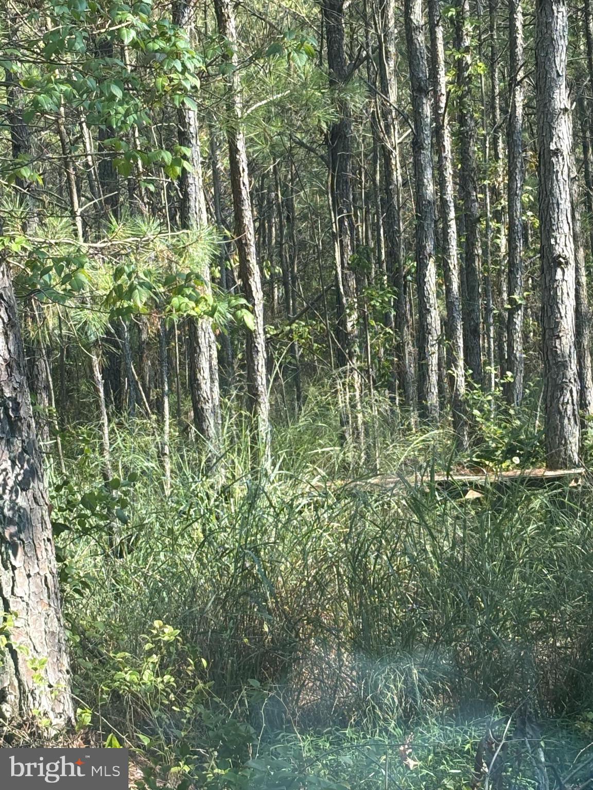0 Boone Road, Unit PARCEL 1370 Crisfield, MD 21817 - Photo 8 of 9 a close up of a plant in a garden