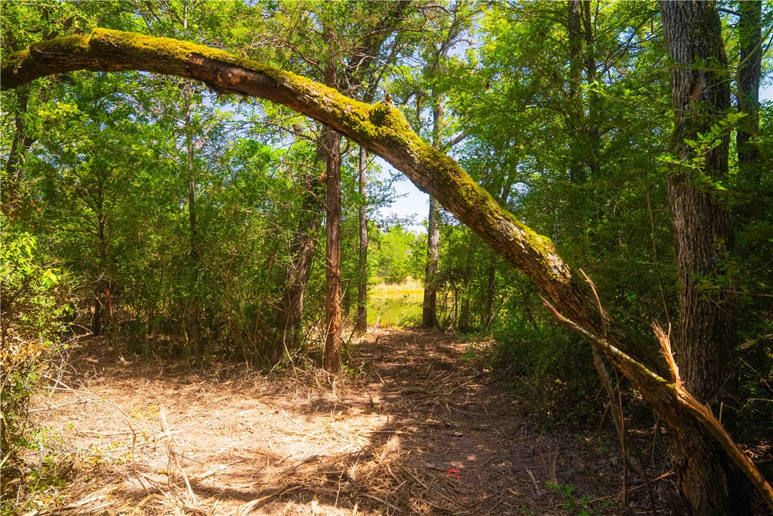 5131 North State Highway Hearne, TX 77859 - Photo 6 of 16 View of tree filled area