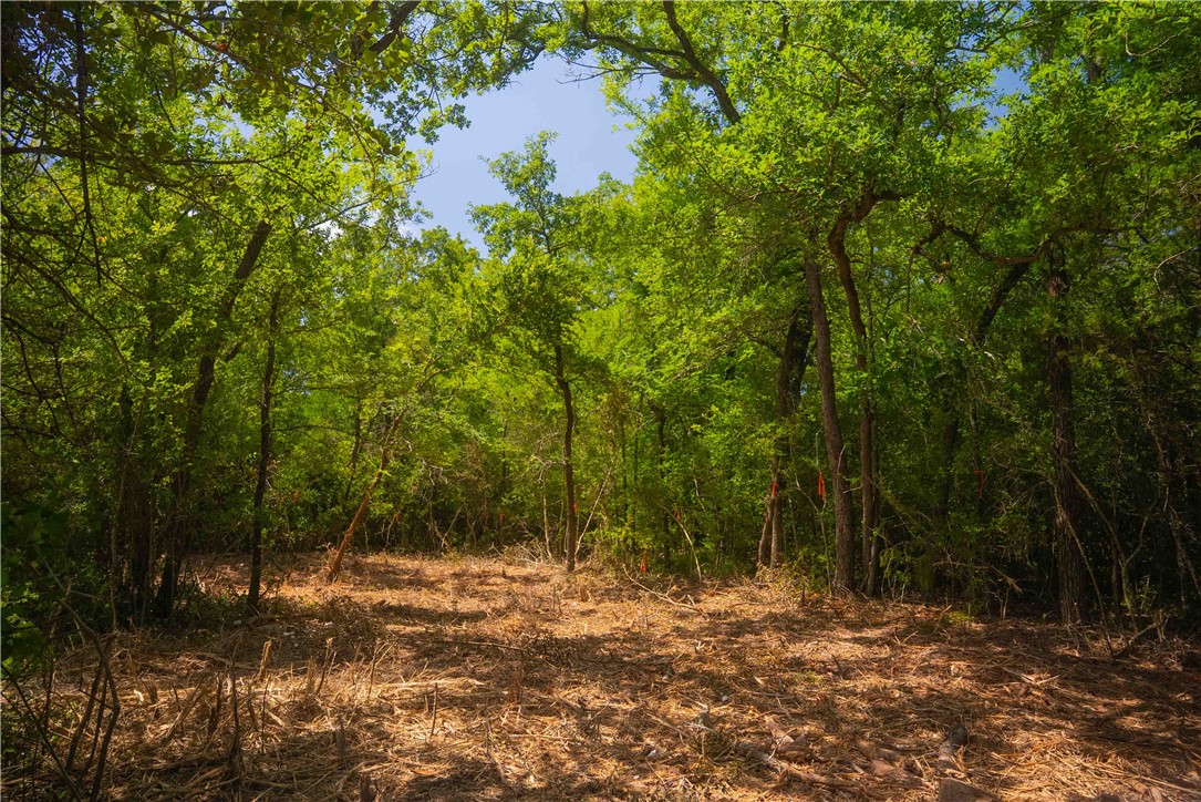 5131 North State Highway Hearne, TX 77859 - Photo 7 of 16 View of woods