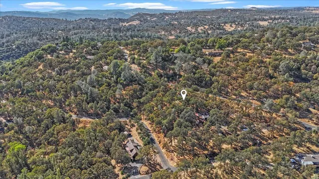 a view of a forest with a tree