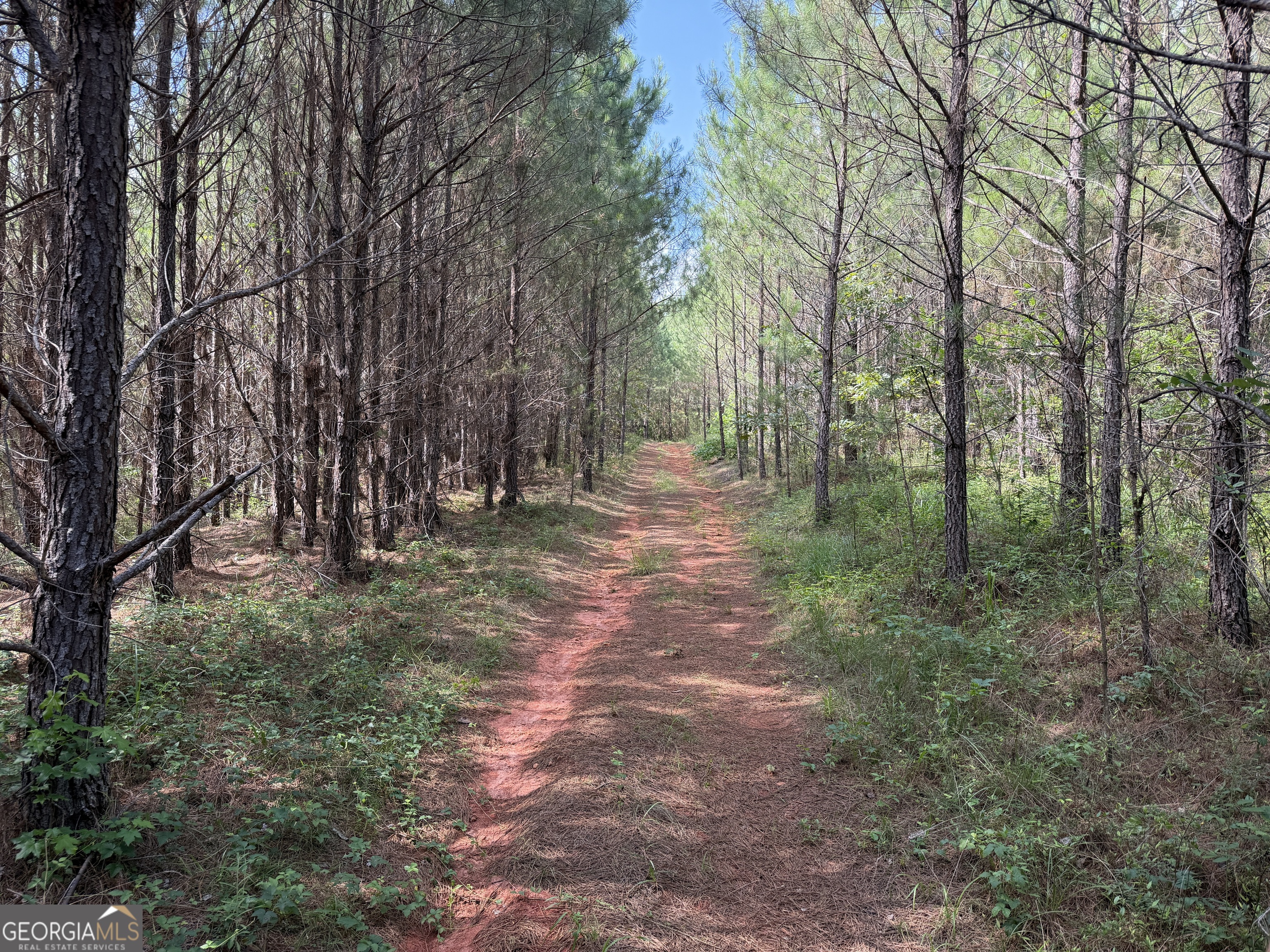 0 Noles Road Franklin, GA 30217 - Photo 19 of 21 a view of a forest with trees