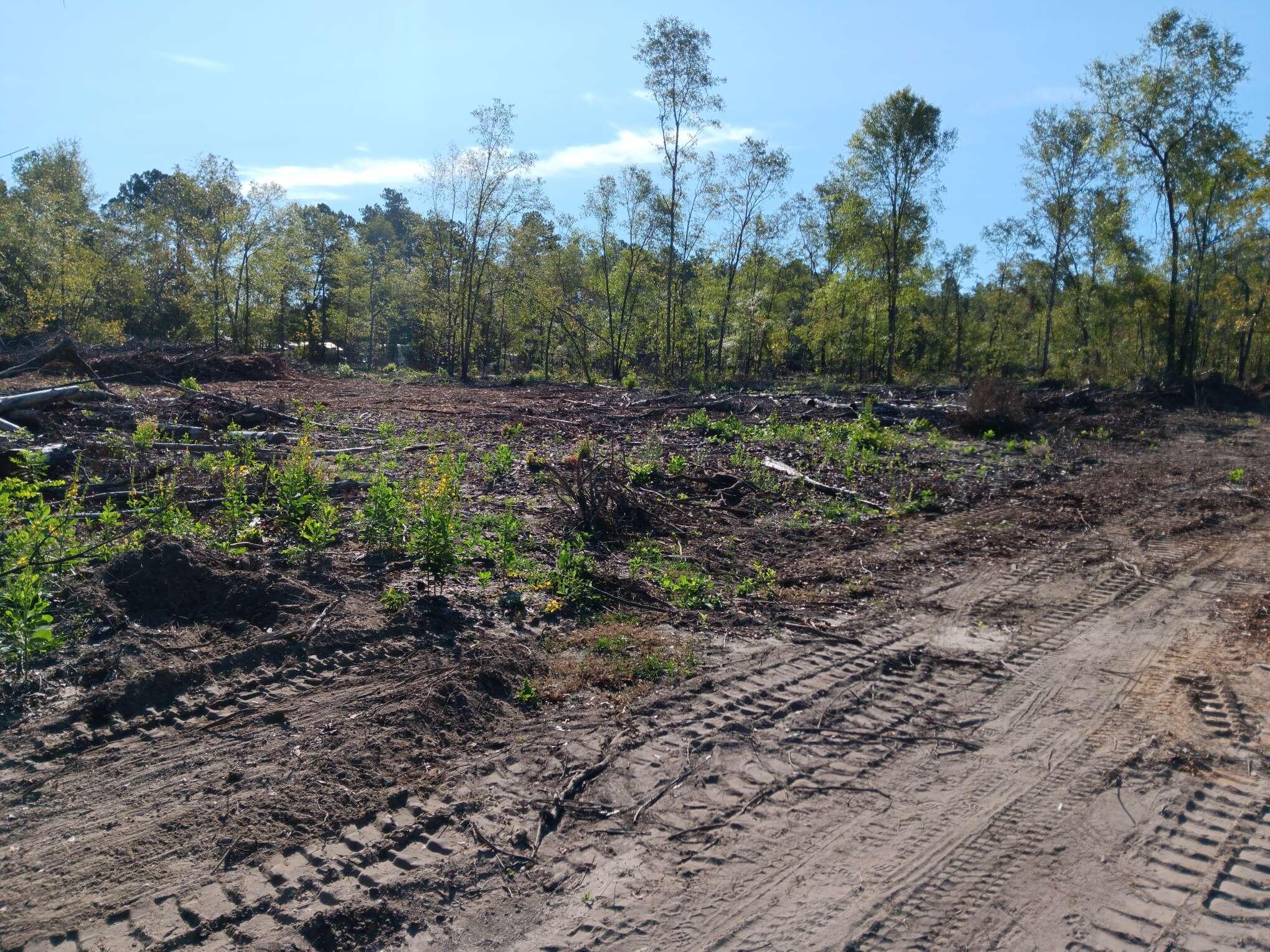 0 Londe Lane Barnwell, SC 29812 - Photo 9 of 12