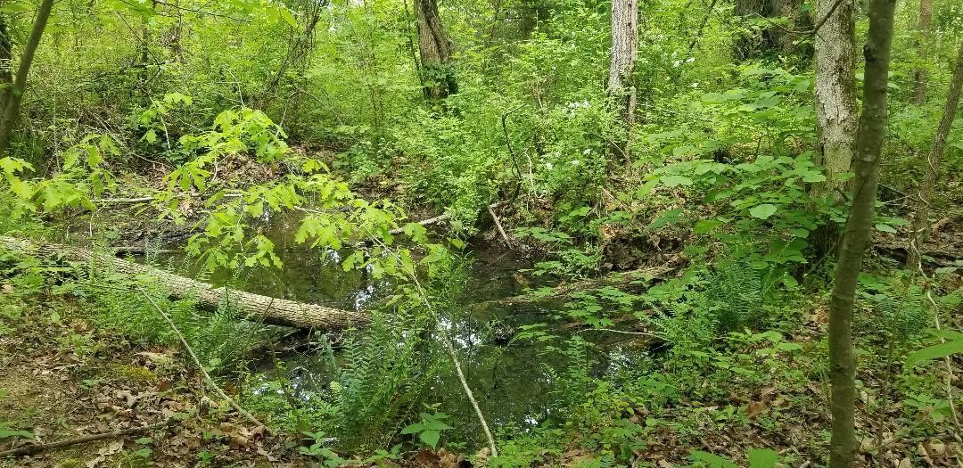 5610 Cottonport Road Decatur, TN 37322 - Photo 18 of 22 a view of a lush green forest