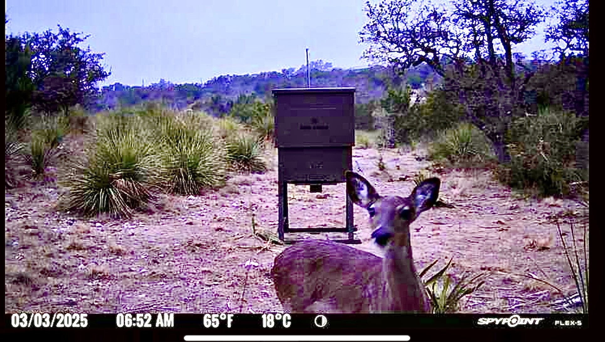 1200 Lipan Apache Run Blanco, TX 78606 - Photo 5 of 12 a view of a backyard