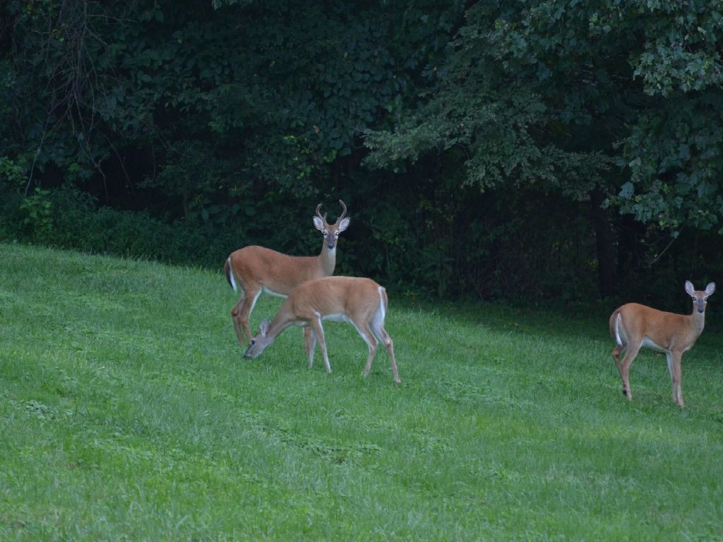 Tbd Robin Road Bristol, TN 37620 - Photo 4 of 6 Photo 4