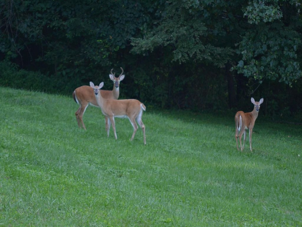 Tbd Robin Road Bristol, TN 37620 - Photo 5 of 6 Photo 5