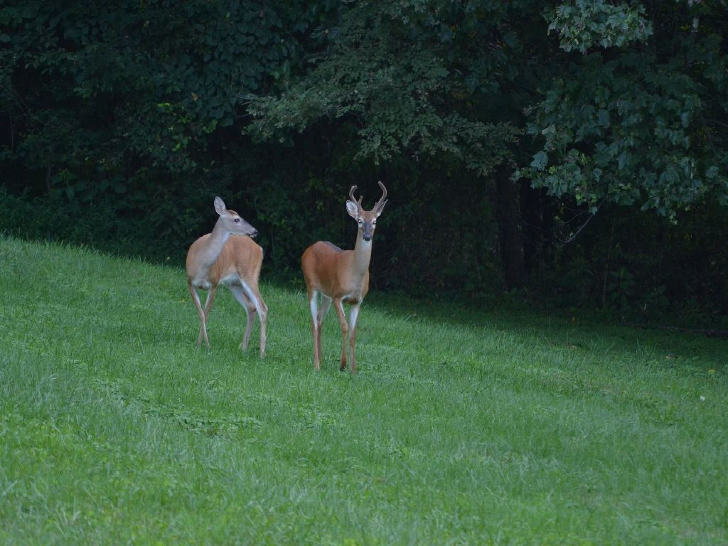 Tbd Robin Road Bristol, TN 37620 - Photo 6 of 6 Photo 6