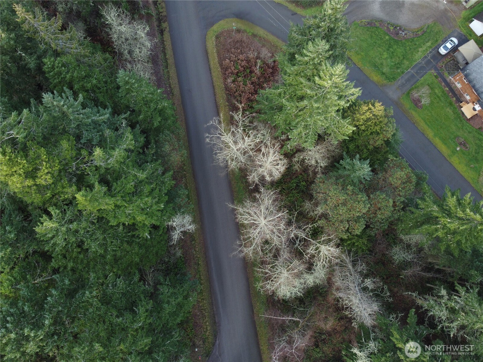0 Lylus Lane Port Hadlock, WA 98339 - Photo 6 of 13 a plant that is in middle of forest