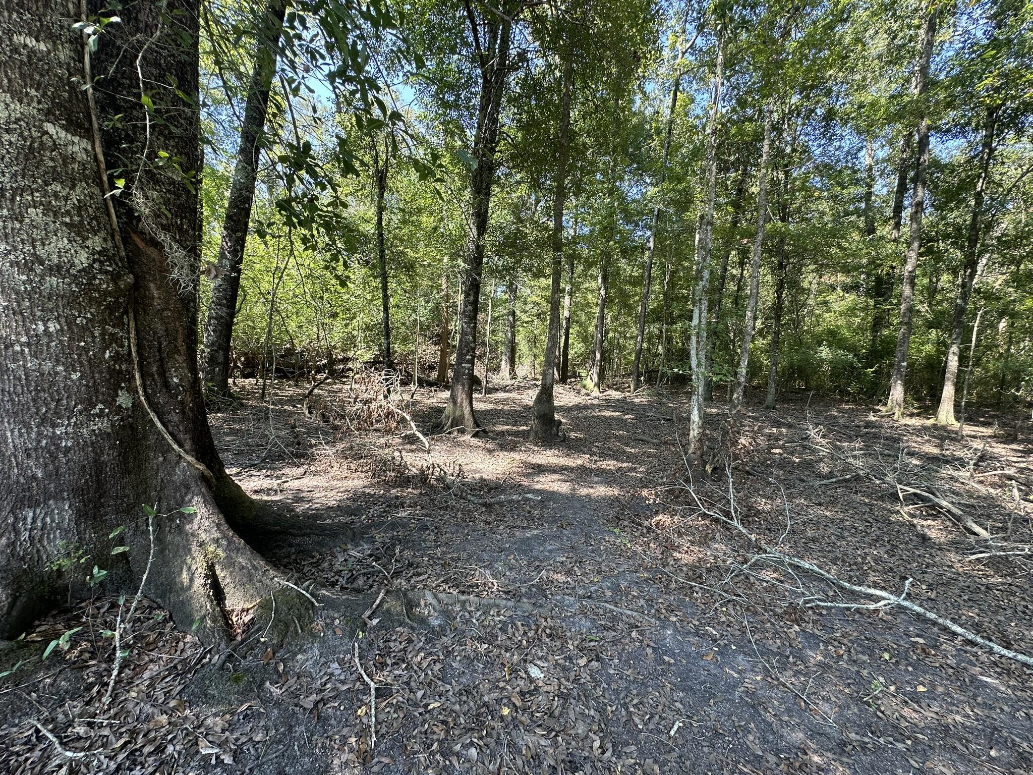 Tract#6326 Tract Road Bonifay, FL 32425 - Photo 14 of 20 a view of a forest with trees