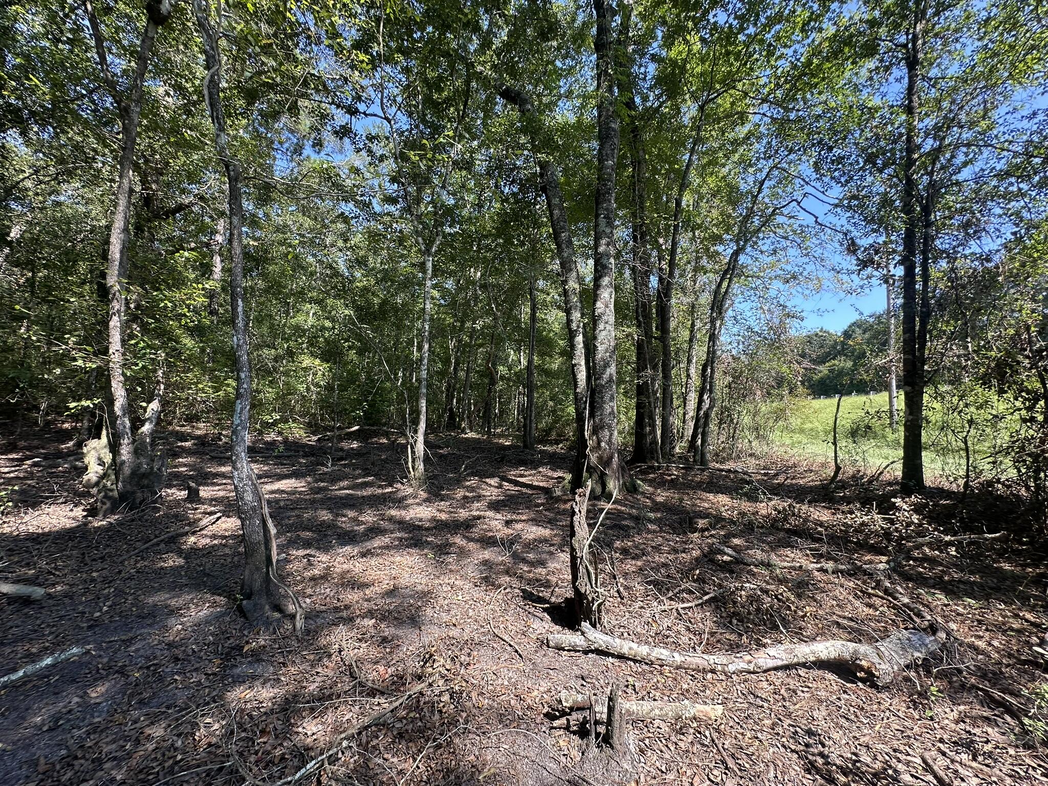 Tract#6326 Tract Road Bonifay, FL 32425 - Photo 15 of 20 a view of a tree in the middle of a yard