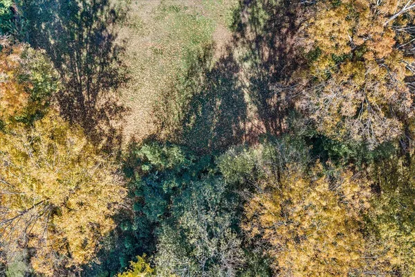 a view of a yard with a tree
