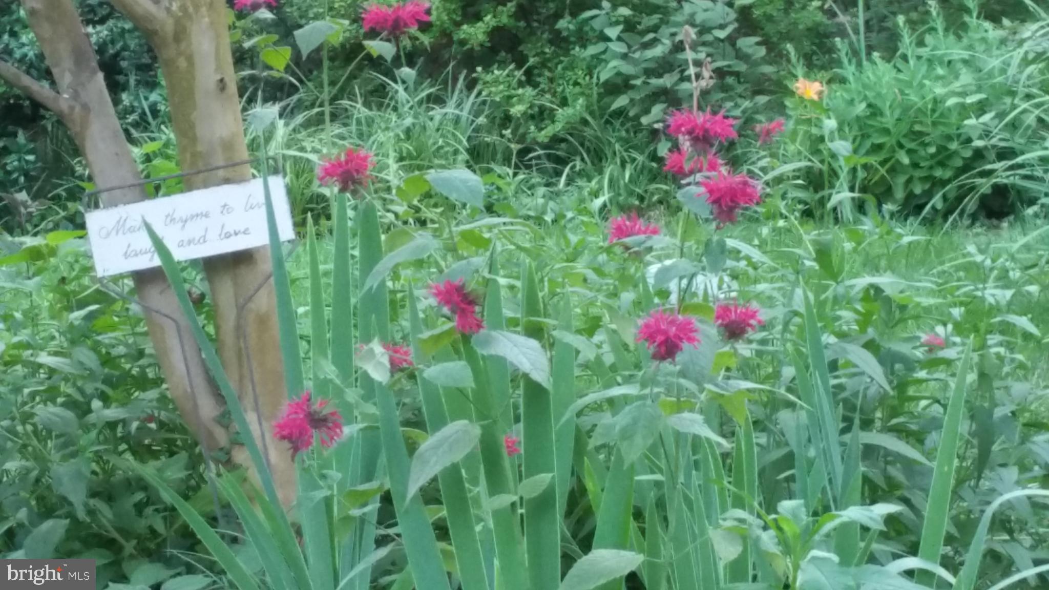 317 Thomas Road Severna Park, MD 21146 - Photo 27 of 56 Gardens all around